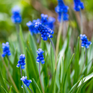 Muscari,,grape,hyacinth,,dark,blue,bluebells,plant,in,garden,,in