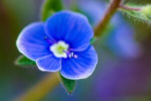 Blue,periwinkle,flowers,on,green,leaves,background.,high,quality,photo